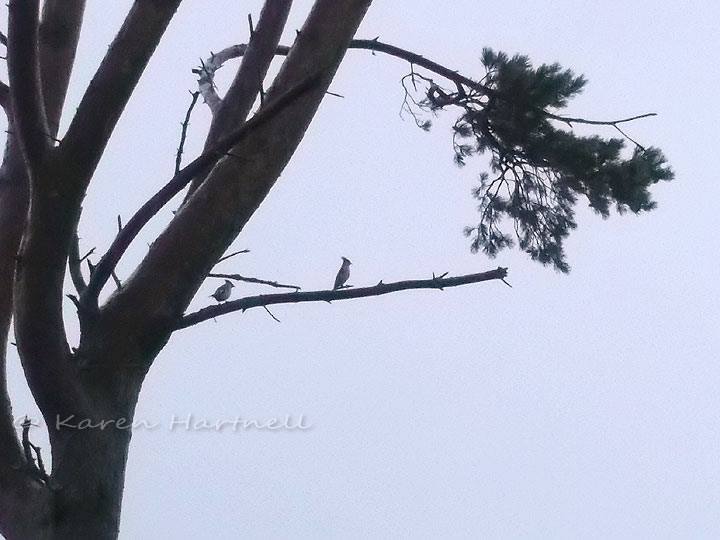 Waxwings perched on a tree