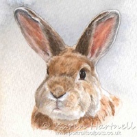 Rabbit portraits