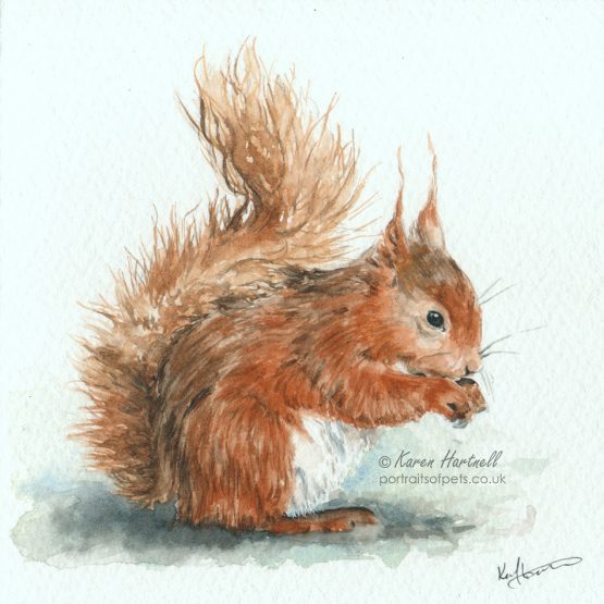 Red Squirrel watercolour