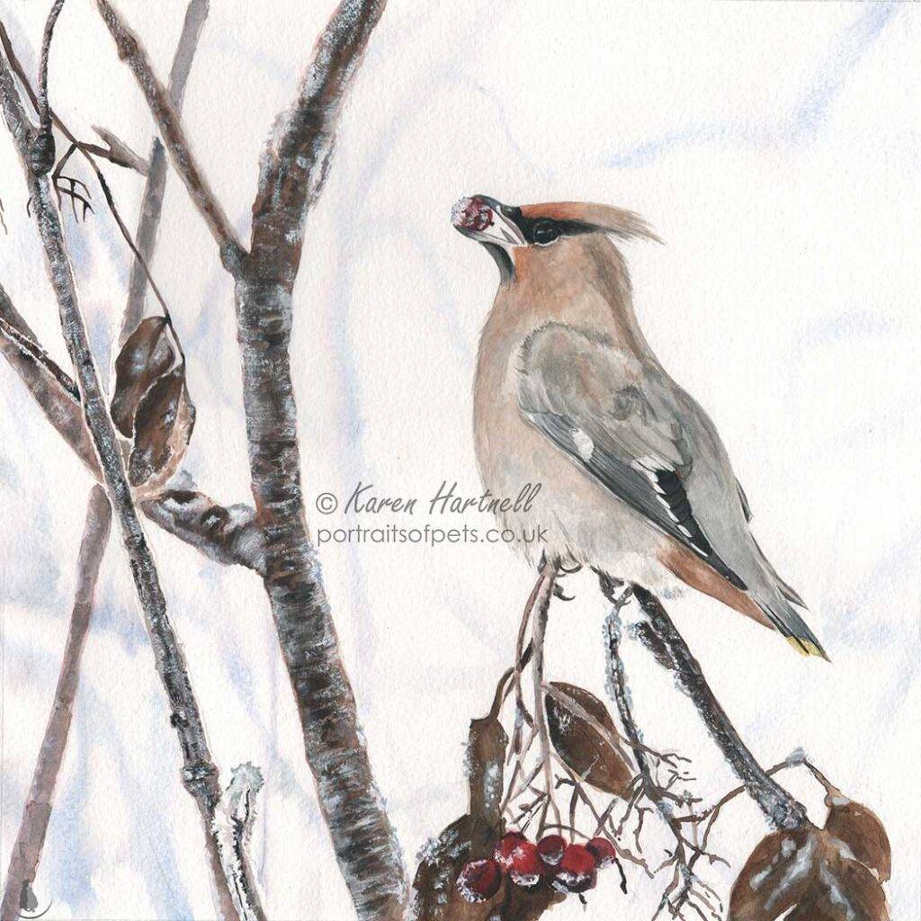 Winter Waxwing. A watercolour painting of a Waxwing eating a winter berry