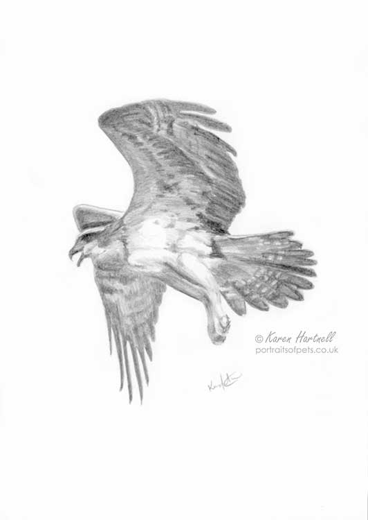 Osprey. Pencil drawing