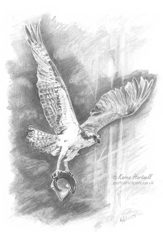 Osprey with a fish. Graphite pencil drawing