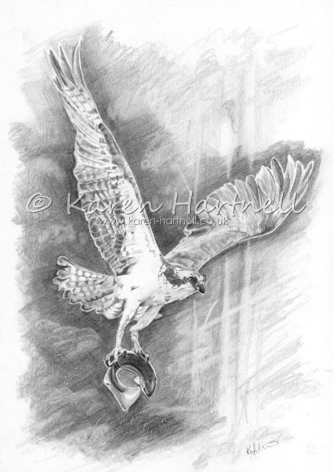 Osprey drawing