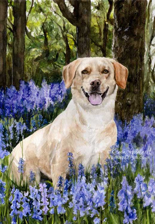 Halley, Labrador x Springer Spaniel, sitting among bluebells. Watercolour painting