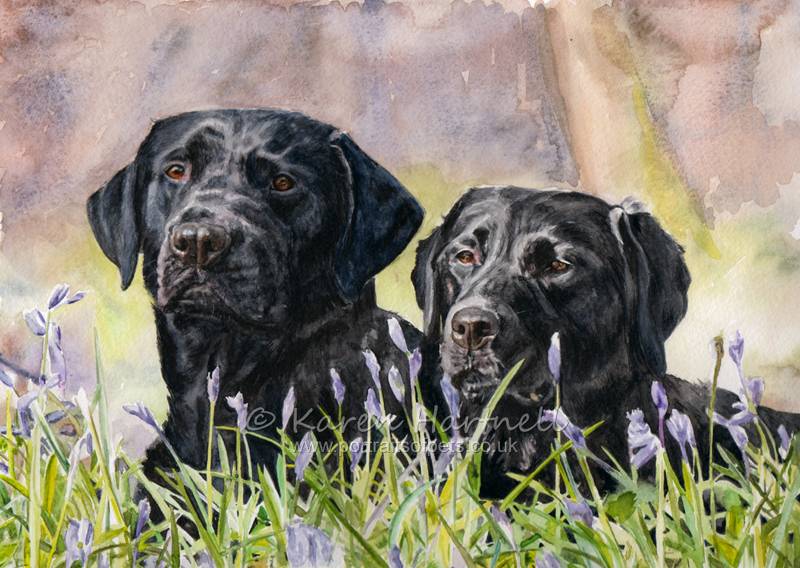Seb and Meelah. Black Labradors in bluebells, watercolour painting