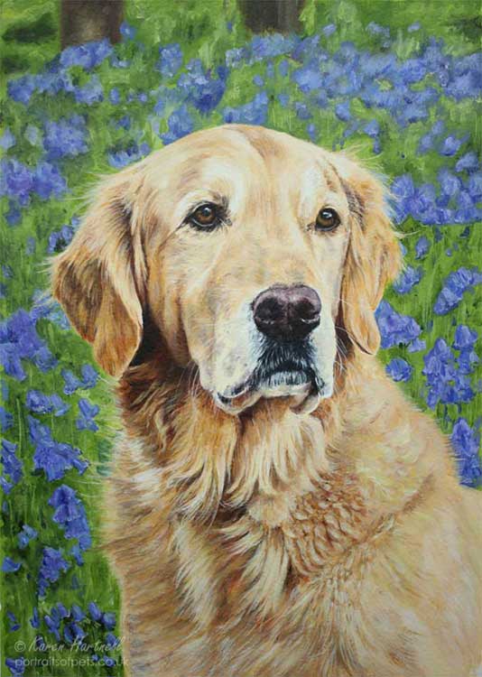 Dileas, Golden Retriever, painting. Sitting among bluebells. Acrylics