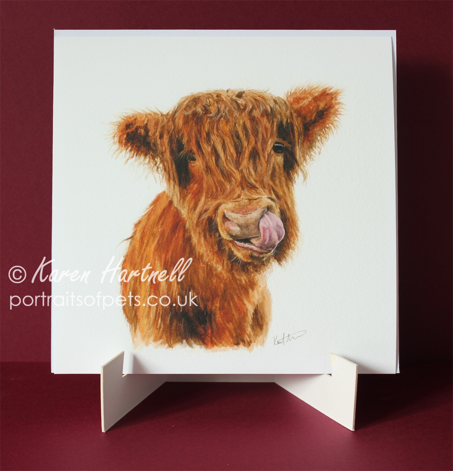 Young Highland Cow, print