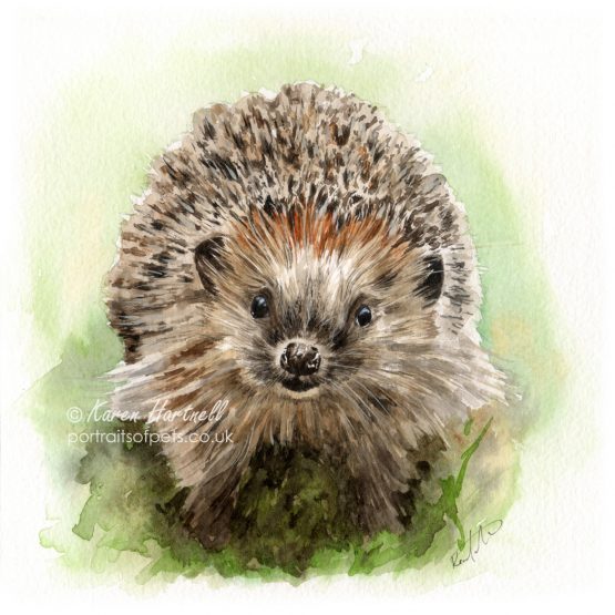 A Happy Hedgehog, watercolour