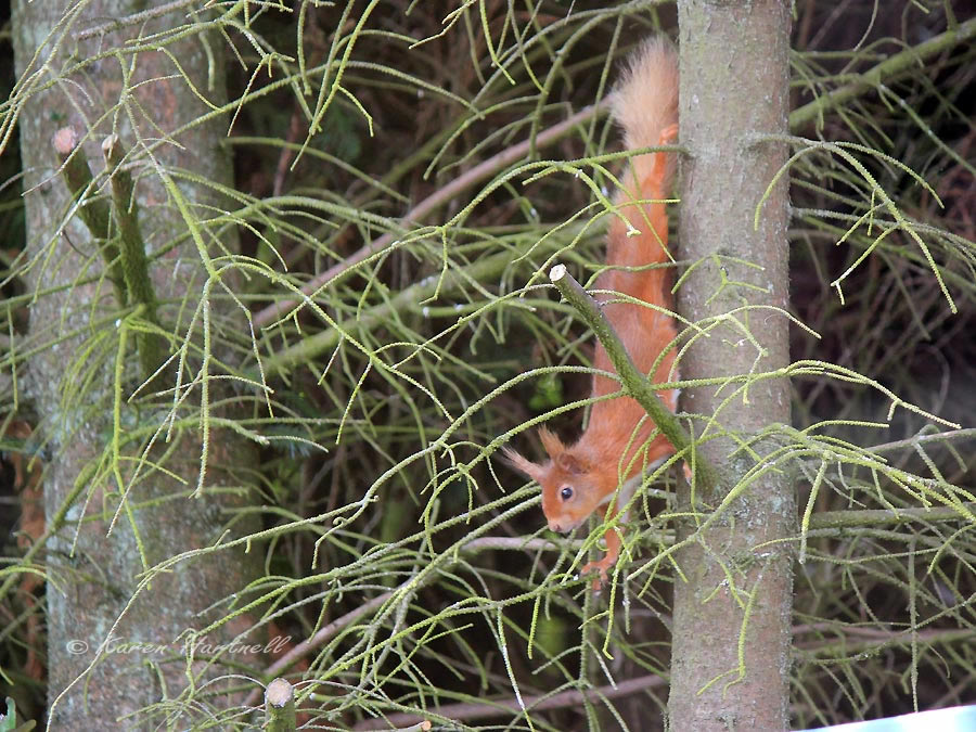 red squirrel climbing down a tree