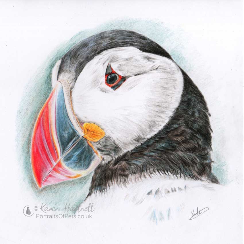 Puffin head portrait in coloured pencil