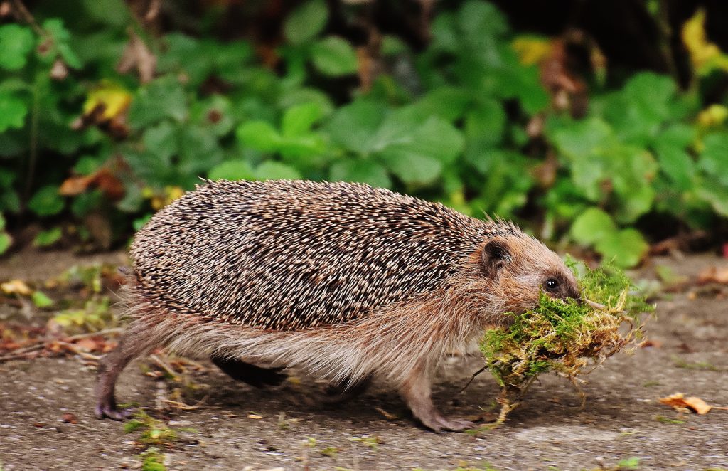 a photo of a hedgehog walking, carrying moss in its mouth