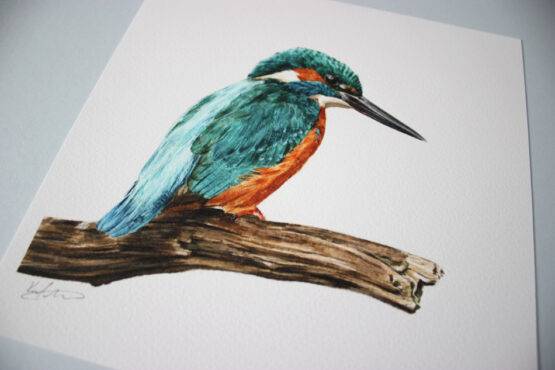 Kingfisher. Giclée Art Print