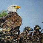 Bald Eagle Family, acrylics