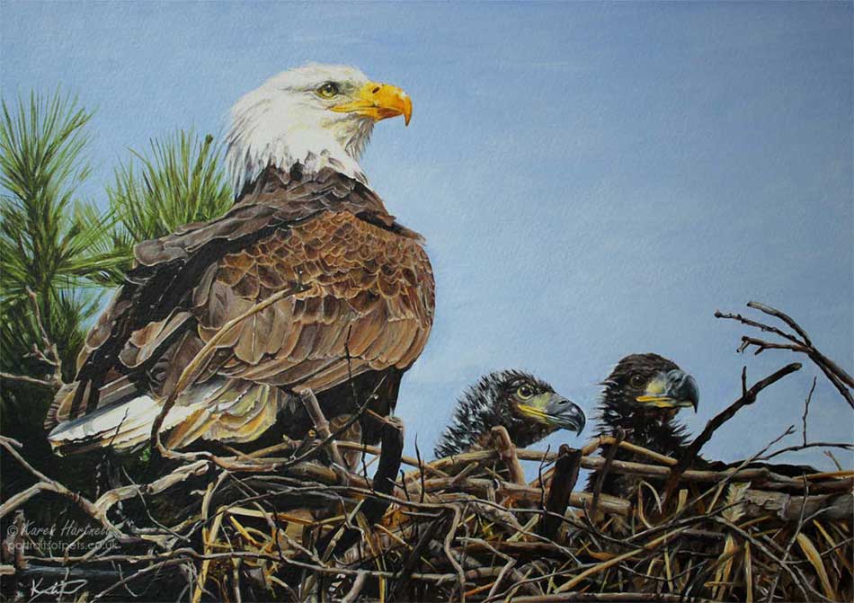 Painting of a Bald Eagle Family at the nest. An adult with its 2 eaglets.