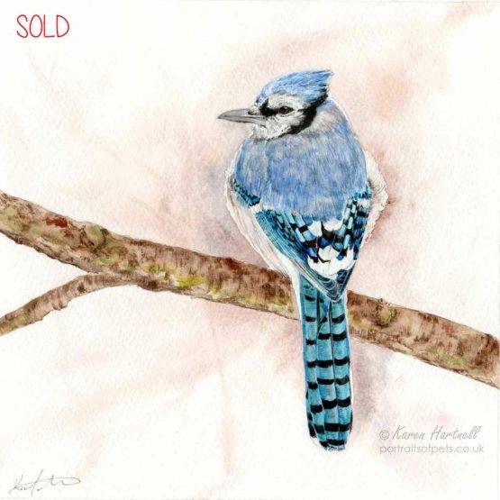 Blue Jay watercolour painting