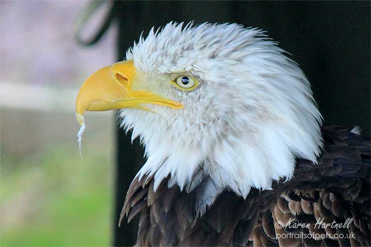 Bald Eagle head portrait photo