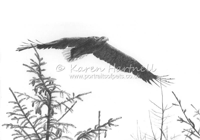 drawing of a White-tailed Eagle soaring over conifers. 