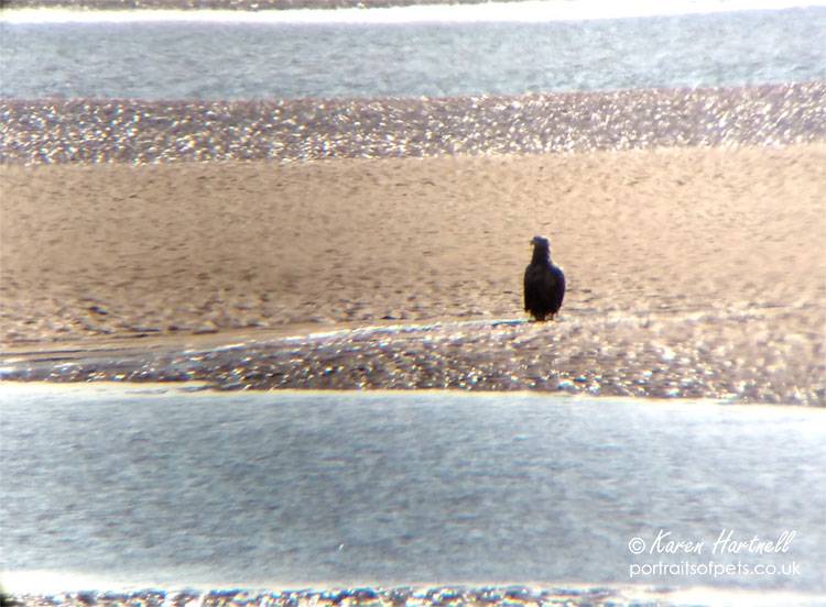 Photo of White-tailed Eagle on a sandbank