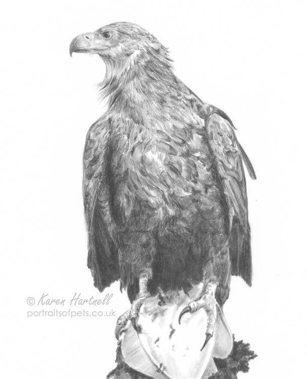 White-tailed Eagle with a fish. Eagle perched on a wooden post in the estuary. Graphite pencil drawing, close-up