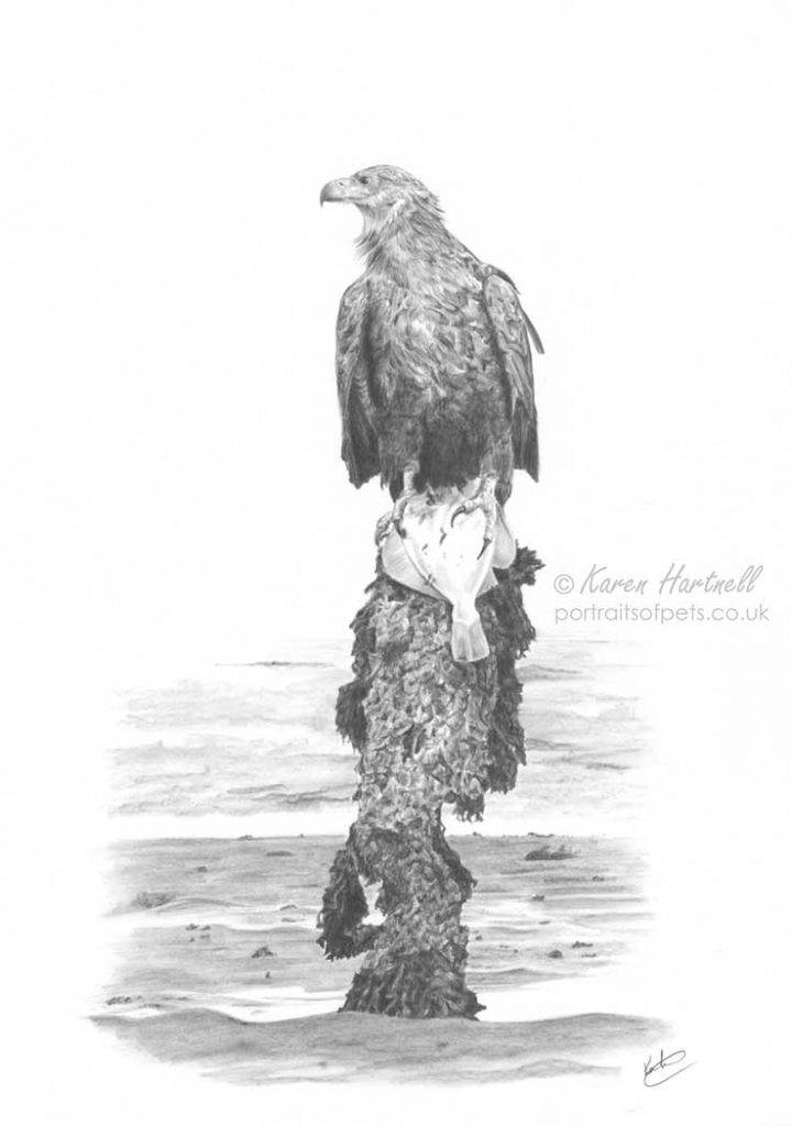 White-tailed Eagle with a fish. Eagle perched on a wooden post in the estuary. Graphite pencil drawing