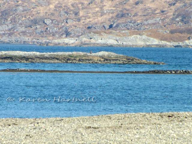 Photo of an immature White-tailed Eagle on a rocky islet in the Sound of Mull