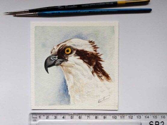 osprey head portrait painting, size