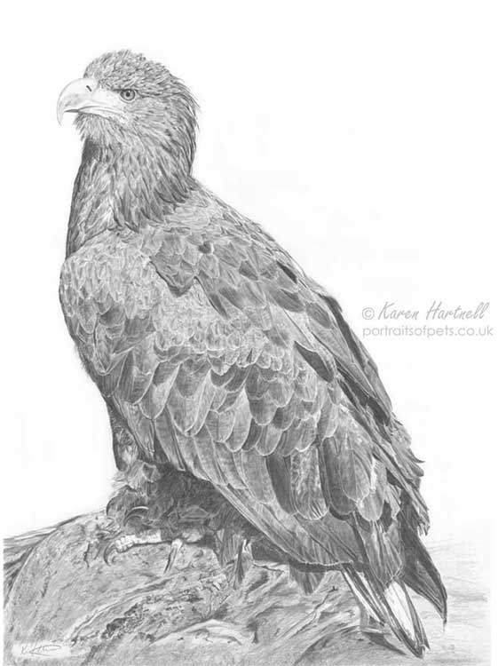 Original White-tailed Eagle pencil drawing, detailed graphite illustration of an eagle perched on a rock, A3 size wildlife art