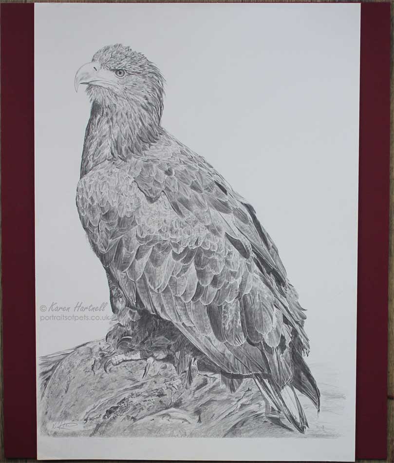 Drawing of a White-tailed Eagle on a Rock