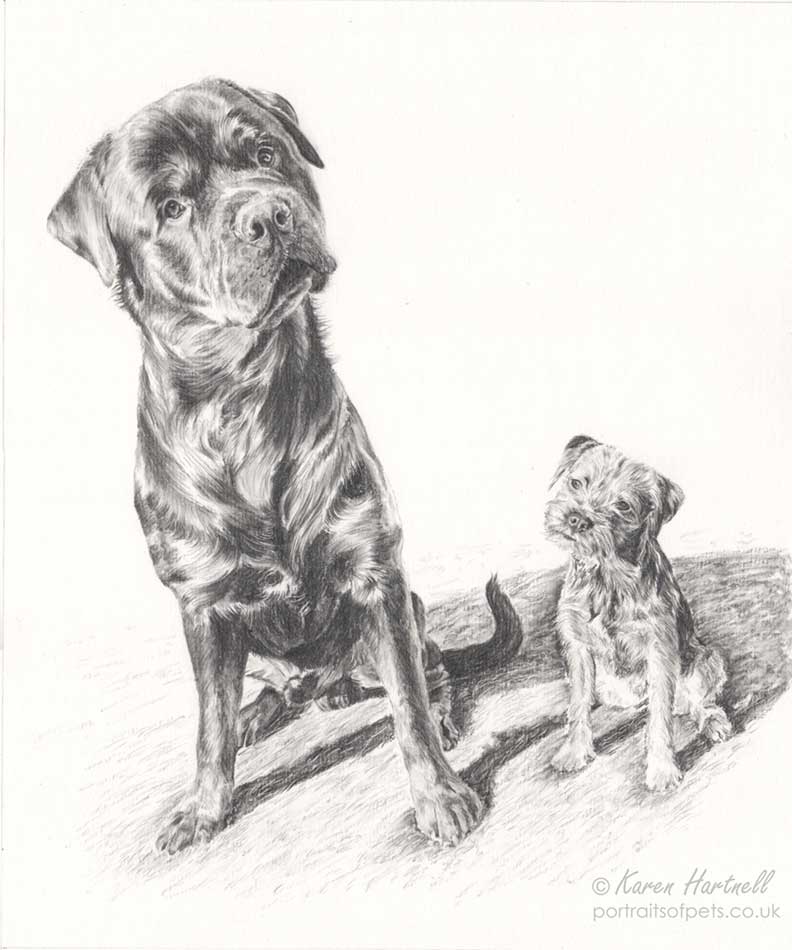 Drawing of Rottweiler Vinner and Border Terrier Daisy