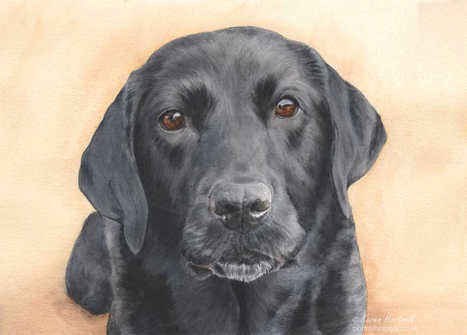 Black Labrador painting: Maisie