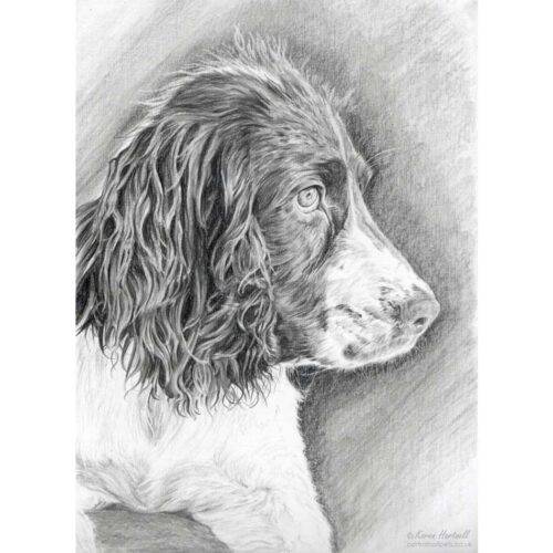 Pet portraits, dog paintings, pet drawings, pet portrait commissions