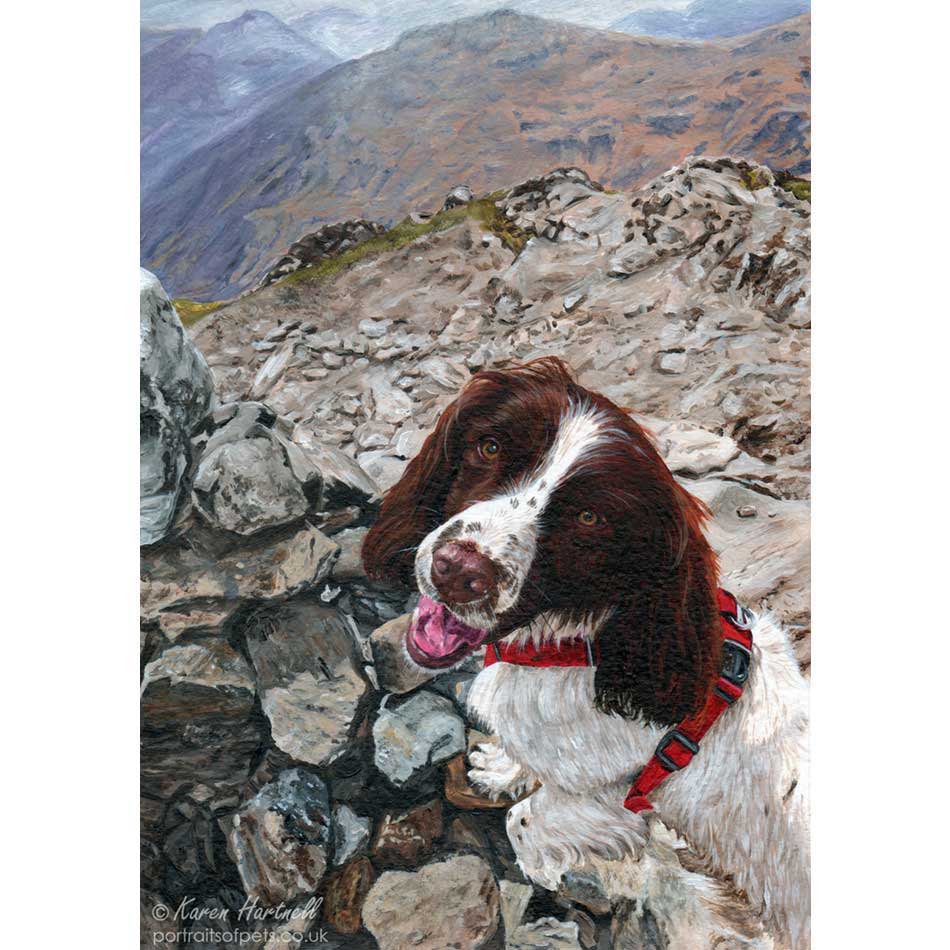 Harry, Springer Spaniel. Acrylics