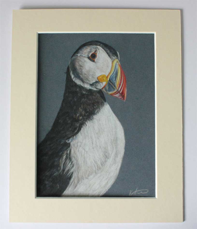 Drawing of a Puffin