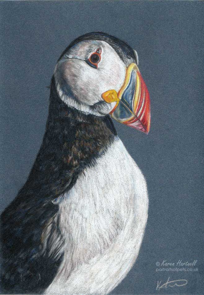 Drawing of a Puffin