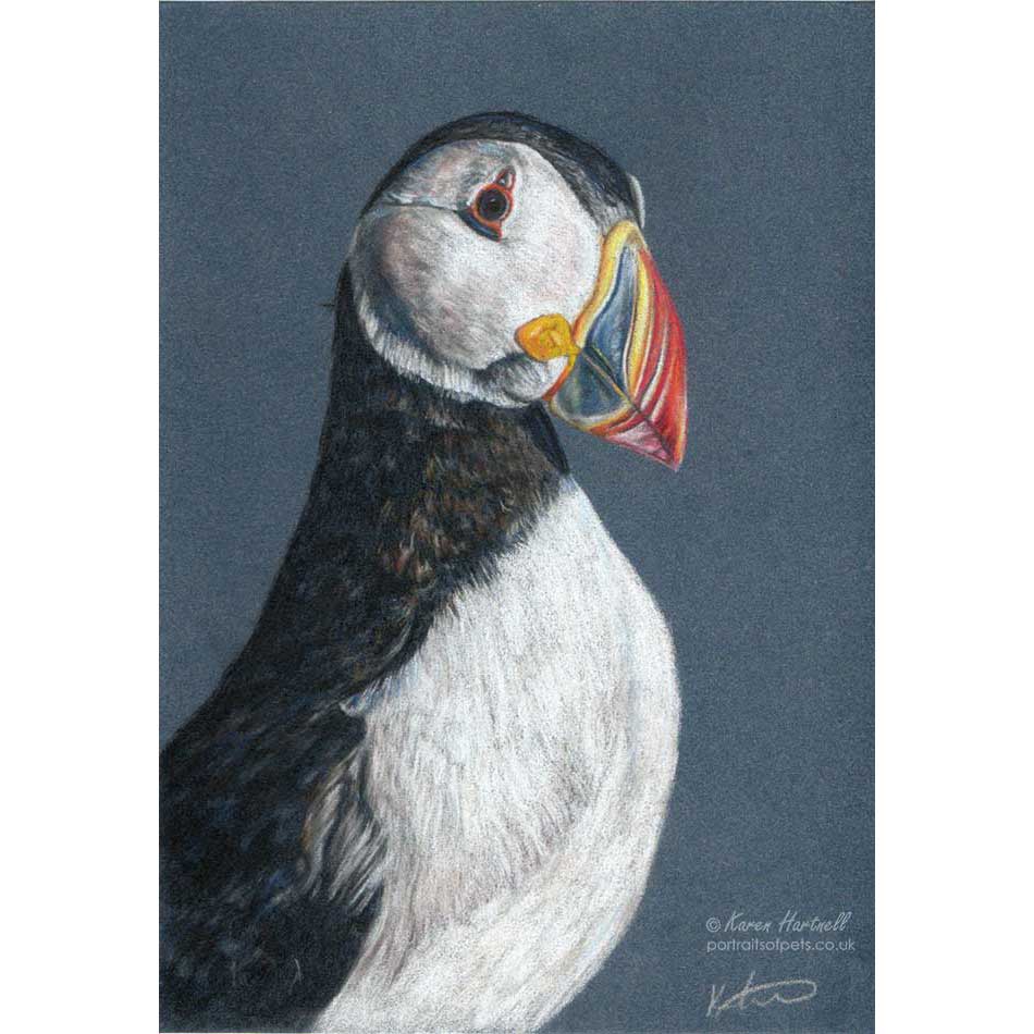 Drawing of a Puffin