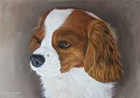 Cavalier King Charles Spaniel, Biscuit