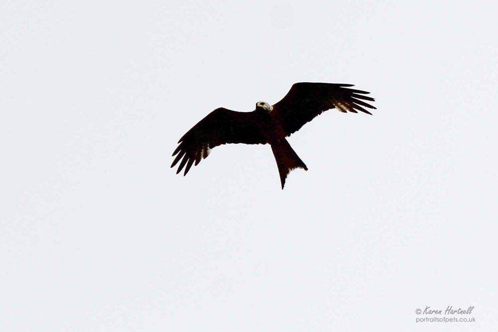 Red Kite, Dumfries and Galloway