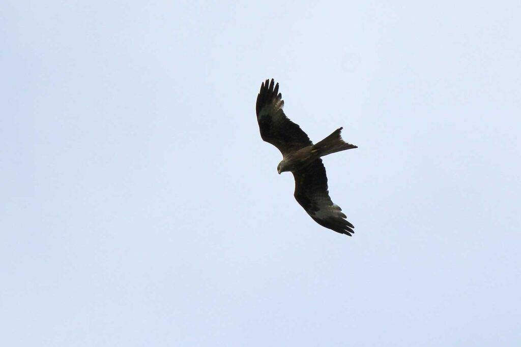 Red Kite, Dumfries and Galloway