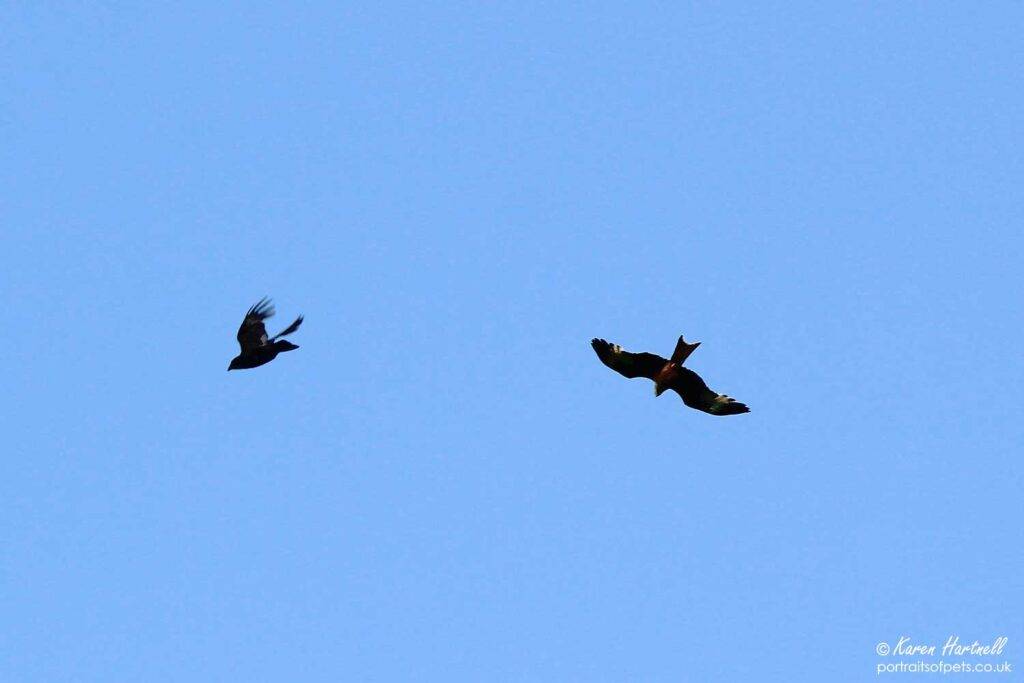 Red Kite with a crow, Dumfries and Galloway