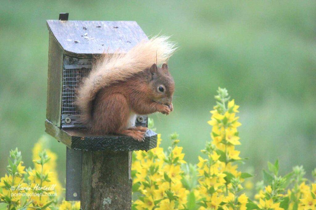 Red Squirrell, Dumfries and Galloway