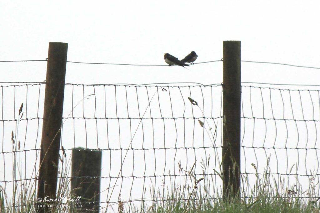 Juvenile Swallows taking a break, Dumfries and Galloway