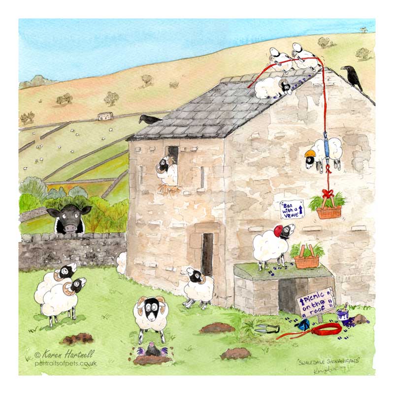 Sheep cartoon Swaledale Shenanigans