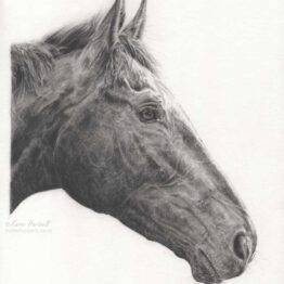 Original graphite and charcoal drawing of King Of Answers Thoroughbred horse, profile view equestrian art