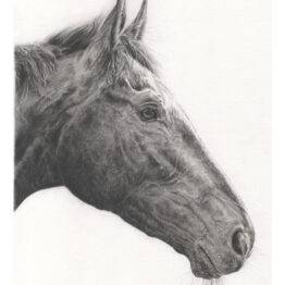 Black and white horse art print, King Of Answers Thoroughbred, original graphite drawing reproduction