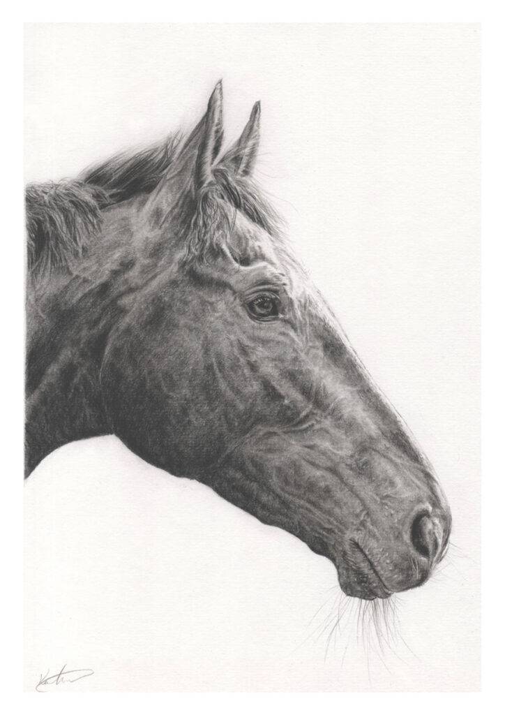 King Of Answers Thoroughbred horse art print A4 graphite drawing