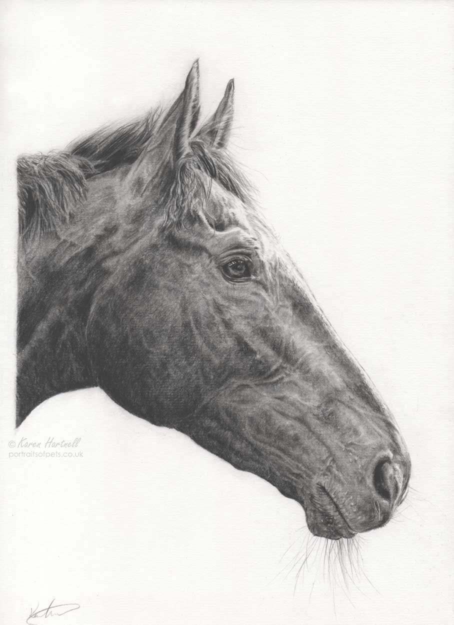 Original graphite and charcoal drawing of King Of Answers Thoroughbred horse, profile view equestrian art