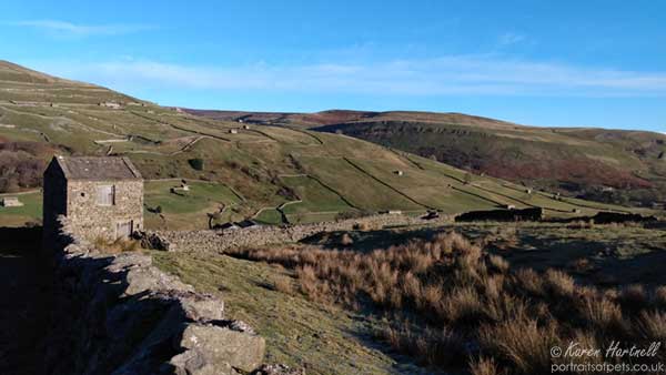 The cowuses of Swaledale pepper the hillside of Kisdon in winter sunshine