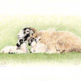 Hand-drawn coloured pencil artwork of a Swaledale ewe and her two young lambs lying down in the spring sunshine in the Yorkshire Dales