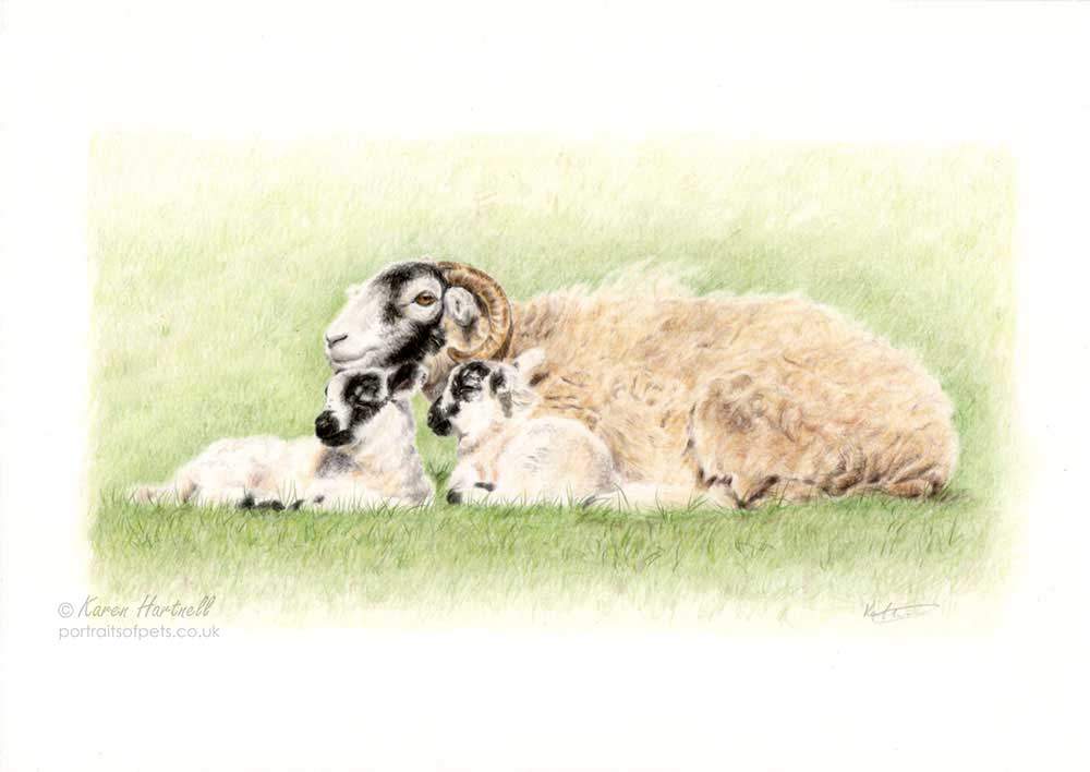 Hand-drawn coloured pencil artwork of a Swaledale ewe and her two young lambs lying down in the spring sunshine in the Yorkshire Dales