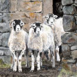Watercolour painting of three Swaledale sheep standing in a rustic stone barn doorway. The sheep in the foreground, slightly left, is a horned ram with a distinct black and white face. Next to it stands another ewe, and a third sheep is partially visible in the shadowed opening behind them, peering out. The textured, drystone walls are rendered in detail.